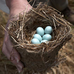nest & eggs